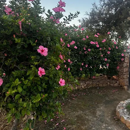 La Casa Lejlighed Punta Prima (Alicante)